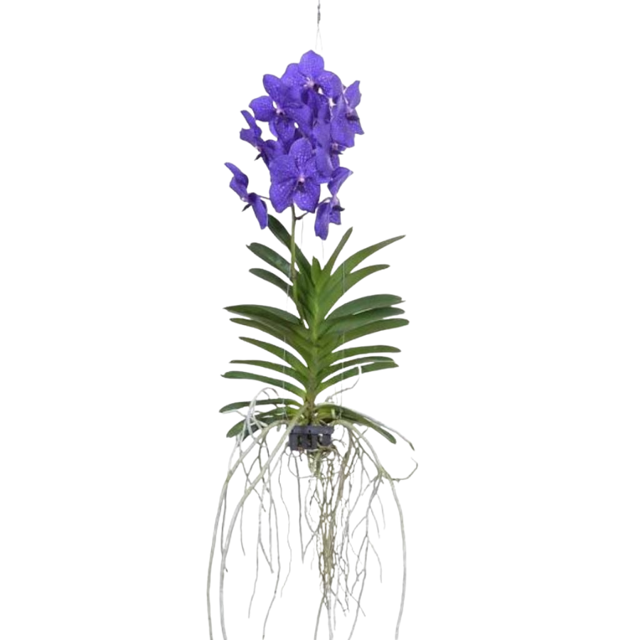 Verzorgingstips Vanda-orchidee